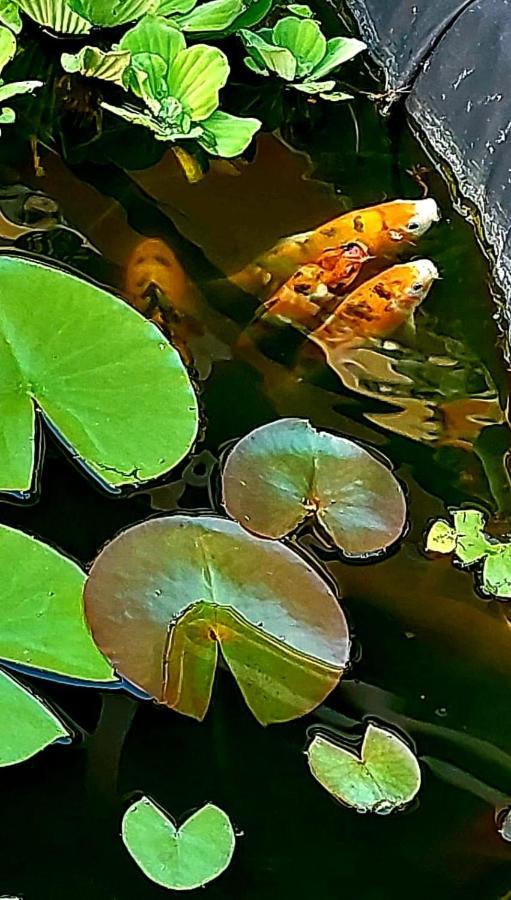 Casa Nirvana Konuk evi Dubova Dış mekan fotoğraf